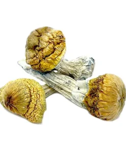Cambodian Mushrooms