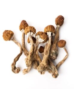 Golden Teacher Mushrooms
