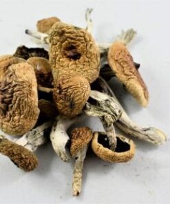 Albino A+ Mushrooms
