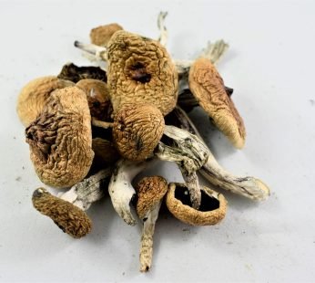 Albino A+ Mushrooms