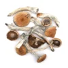Mazatapec Mushrooms