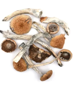 Mazatapec Mushrooms