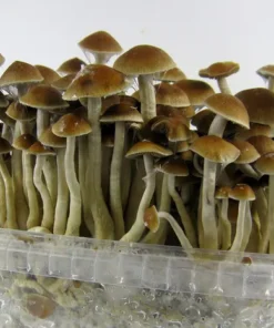 Raw Mushrooms